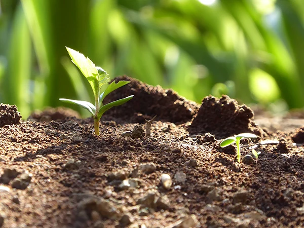 出川薬局のご紹介